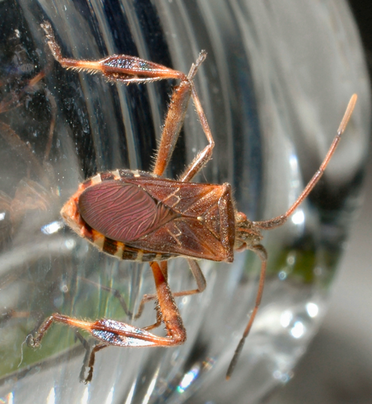 Coreidae: Leptoglossus occidentalis della Toscana (Prato)